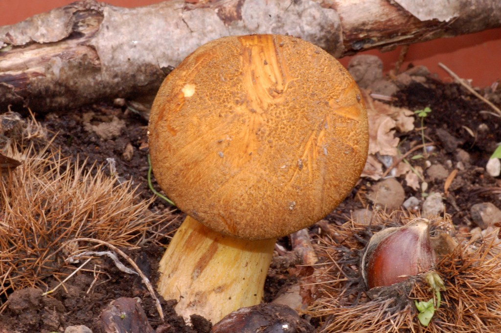 Suillus variegatus